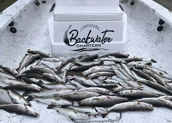 Louisiana Backwater Charters