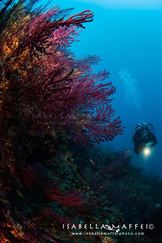 Massub Diving Center Lavagna