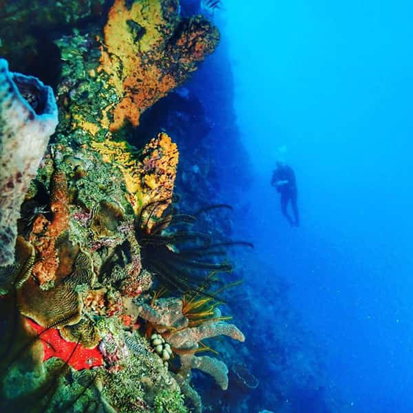 Nature Island Dive