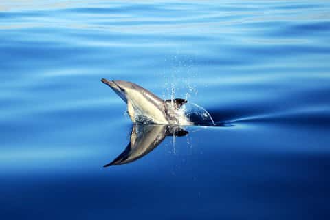 Newquay Sea Safaris and Fishing