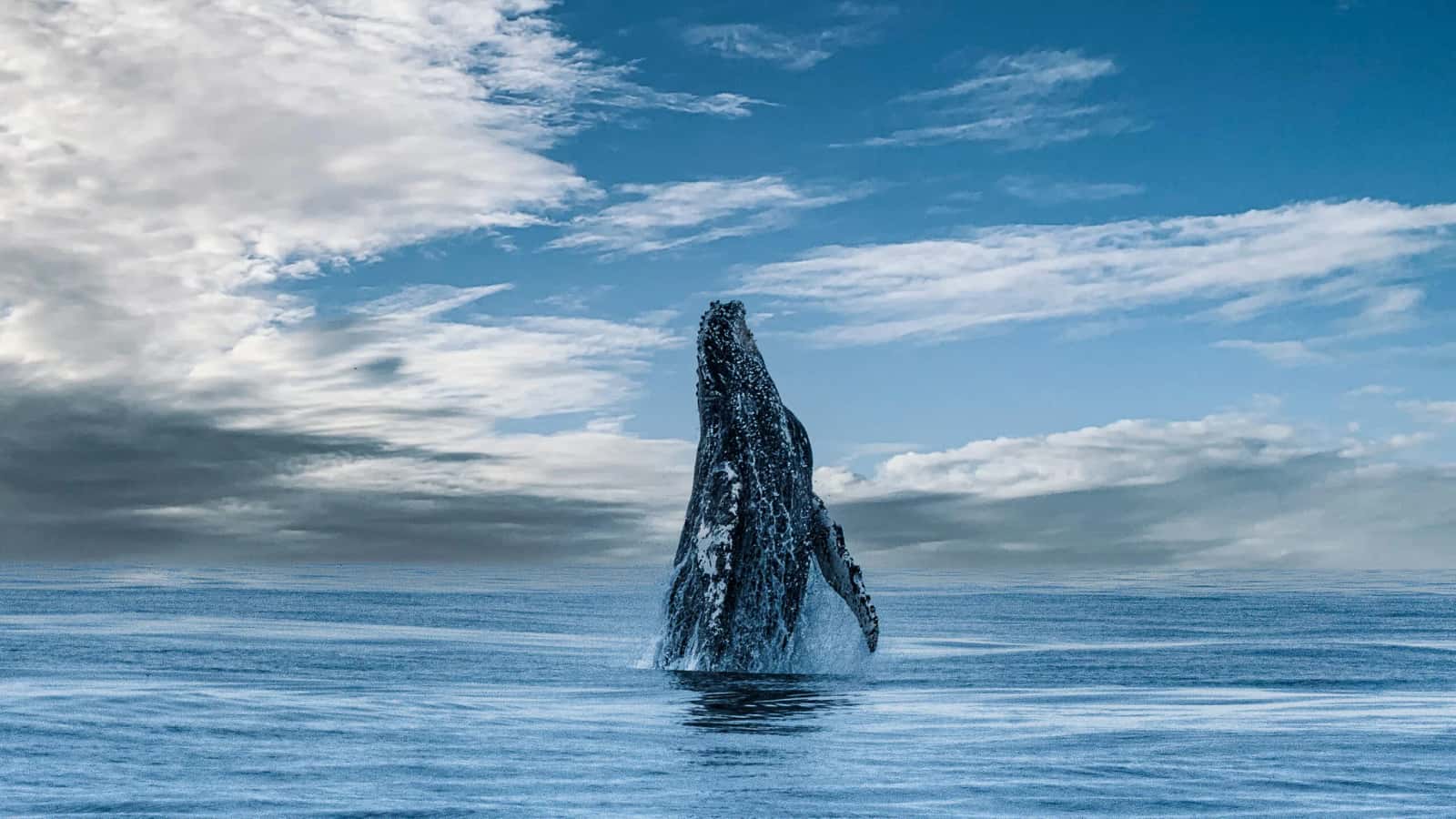 Ocean Safaris