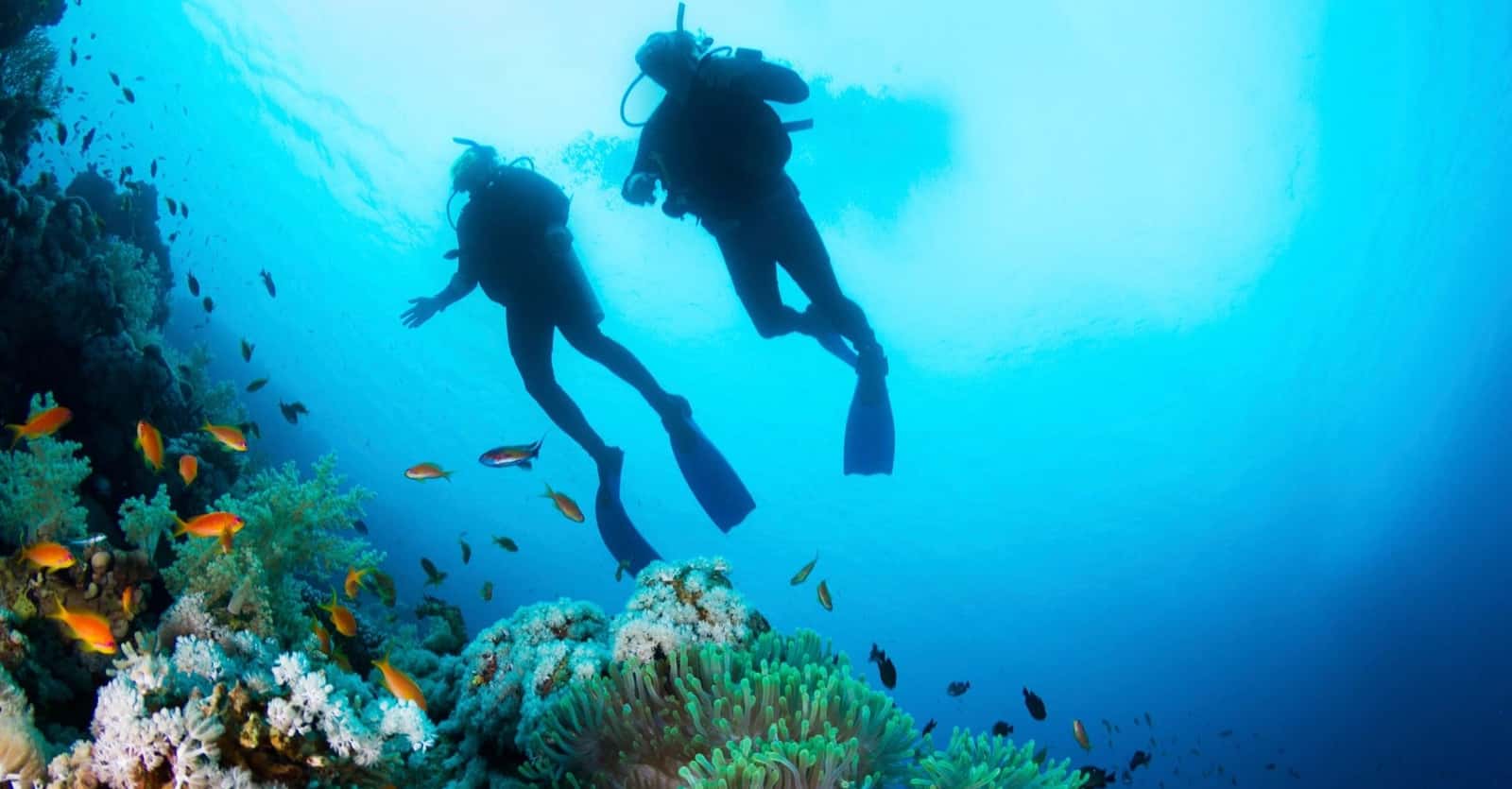 Ocean Paradise Dive and Travel
