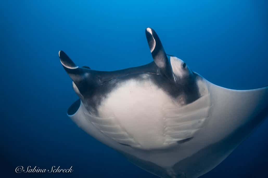 Panama Dive Center