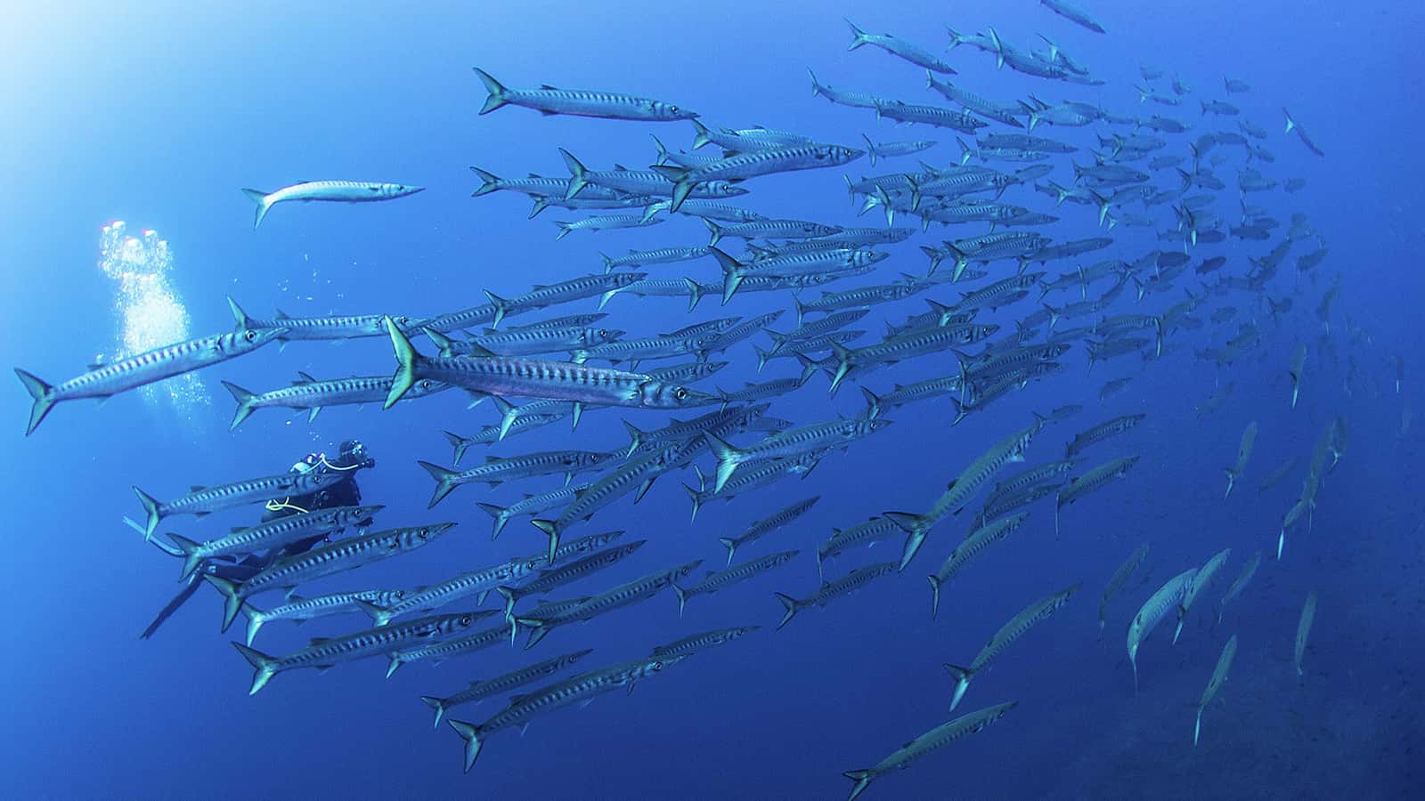 Orca Diving Ustica