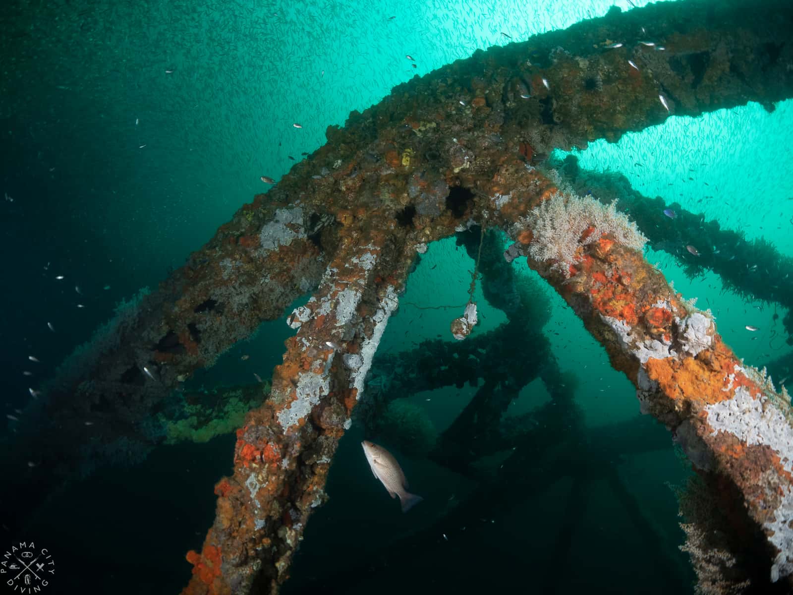 Panama City Diving