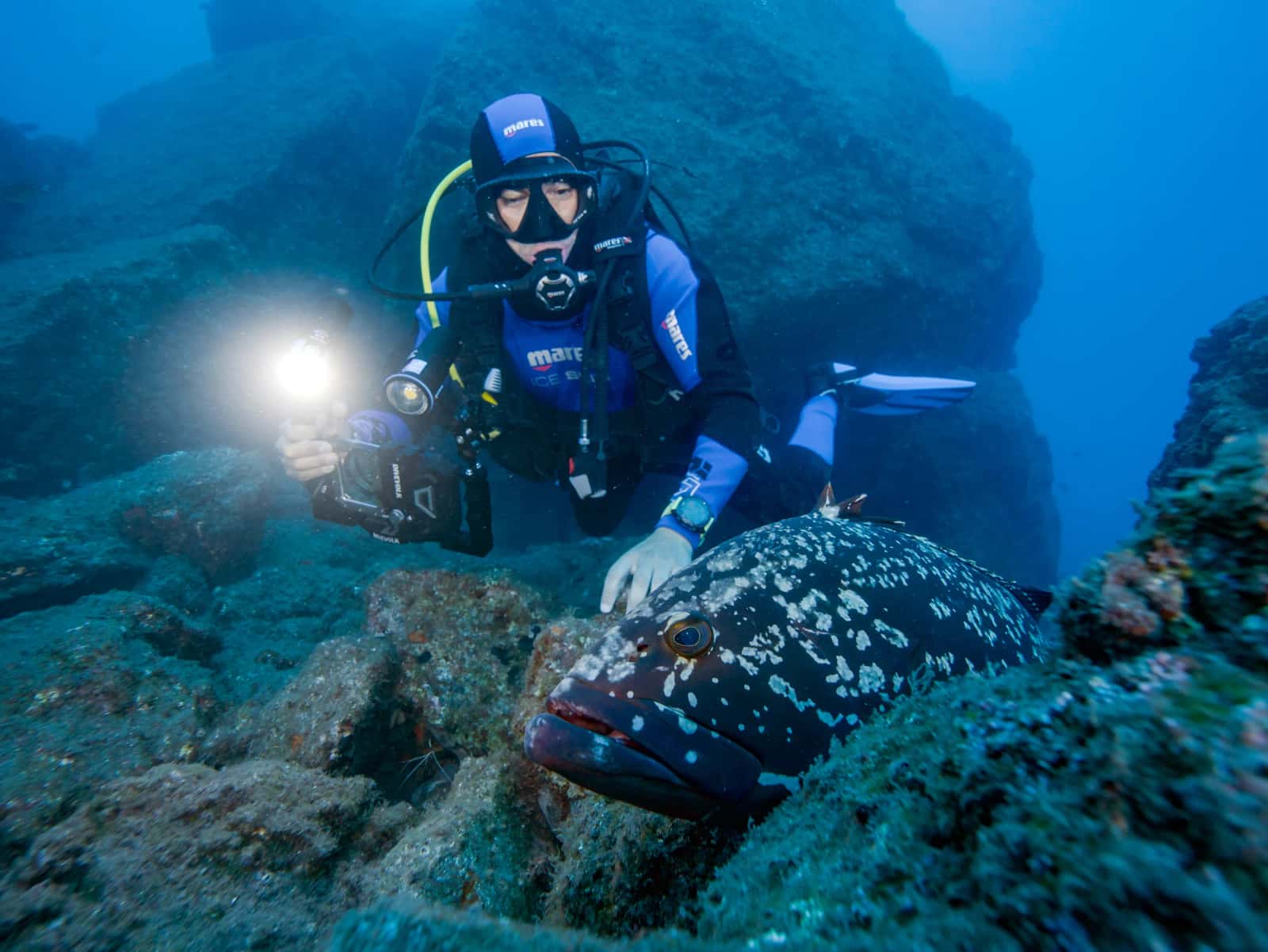 Scorpio Madeira