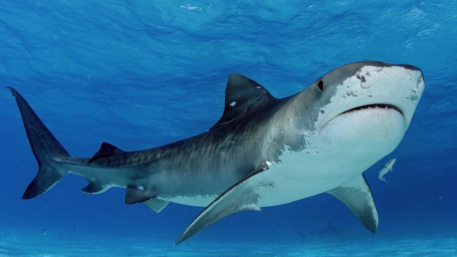 Scuba Adventures by Jim Abernethy