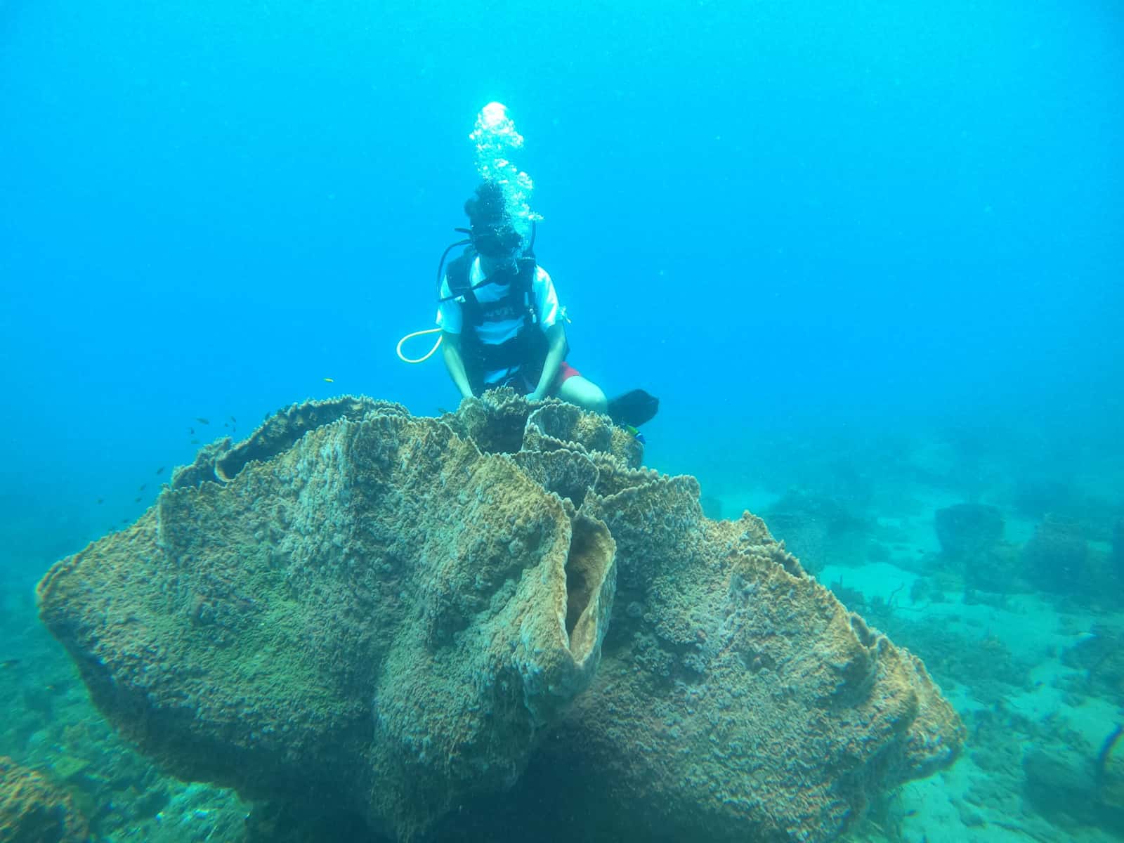 Serenity Dive