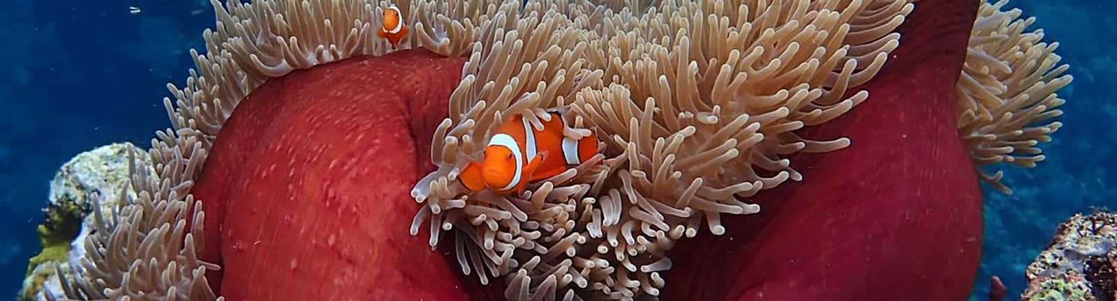 Snorkeling Etc. Inc.