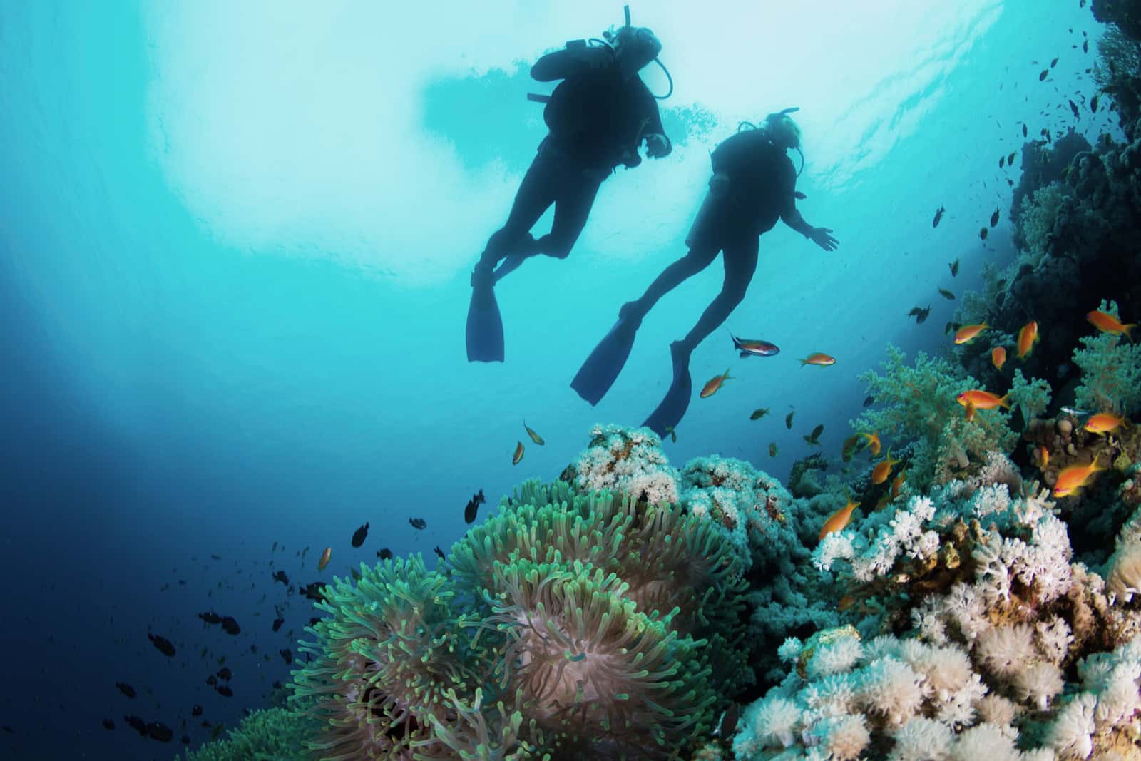 Travel Sub | Diving Center Tenerife