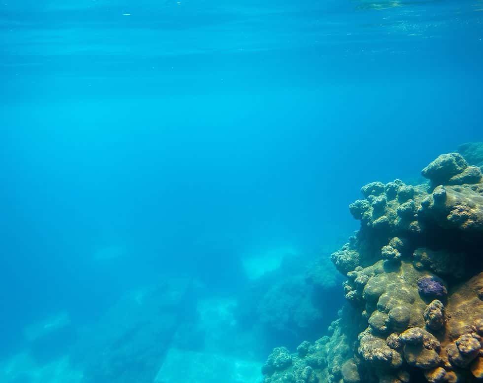 Dive with Ellie