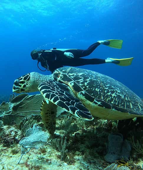 Manta Dive & Snorkel