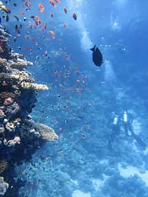 Diving Coiba