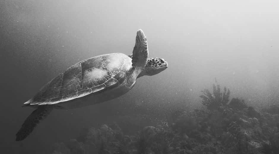 Alpha Divers
