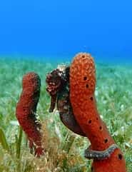 Tropicalsub Diving — photo 4