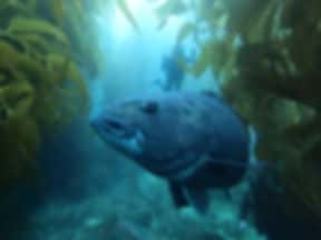 Catalina Divers Supply