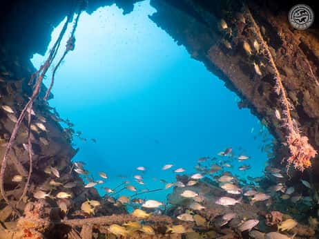 The Dive Boat