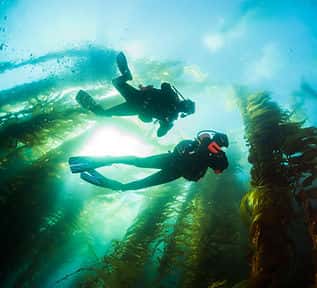 Central Coast Scuba