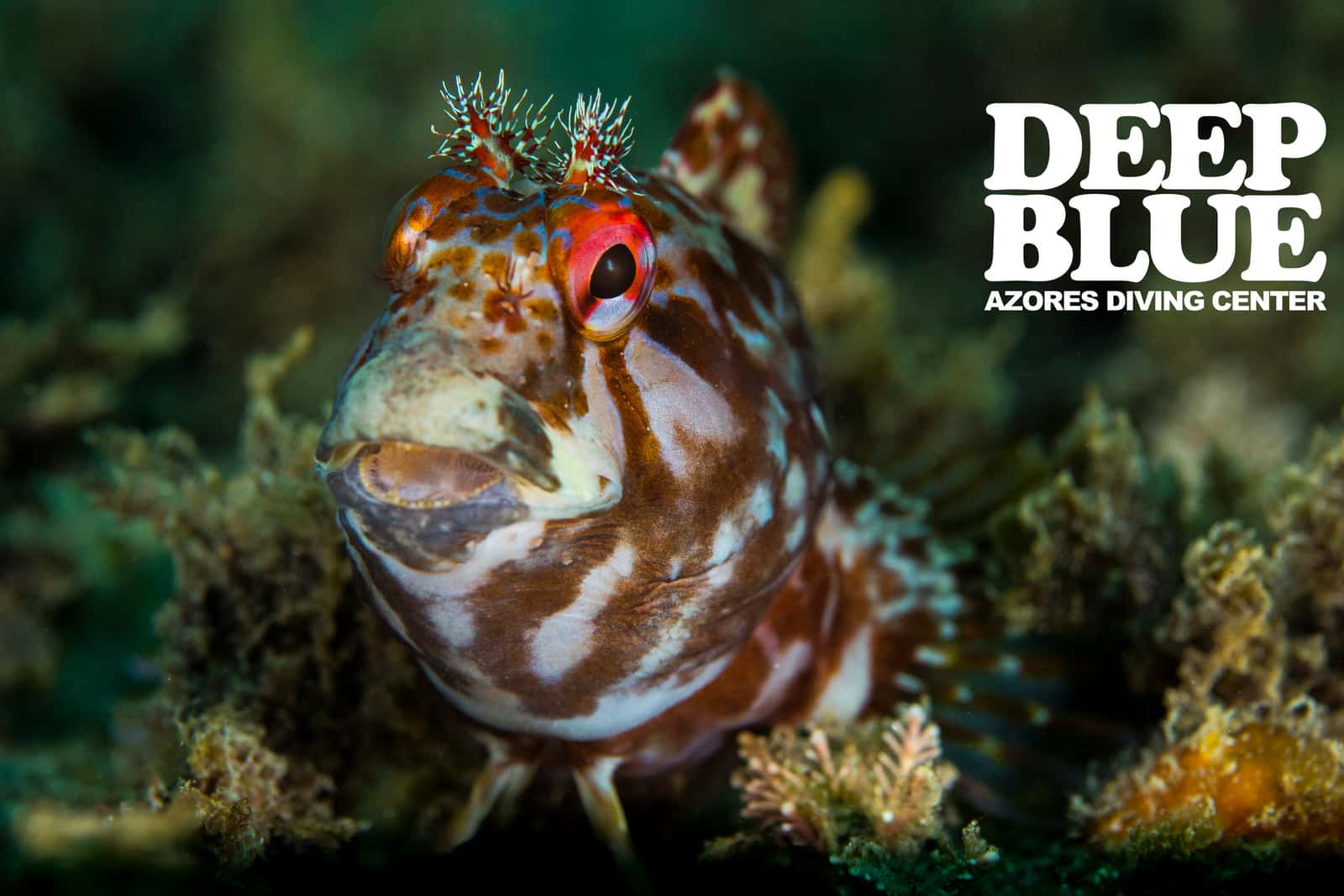 DEEP BLUE Azores Diving Center