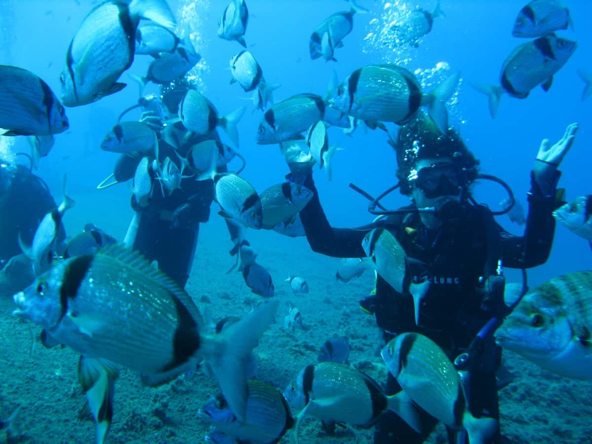 ABC Dive — photo 3