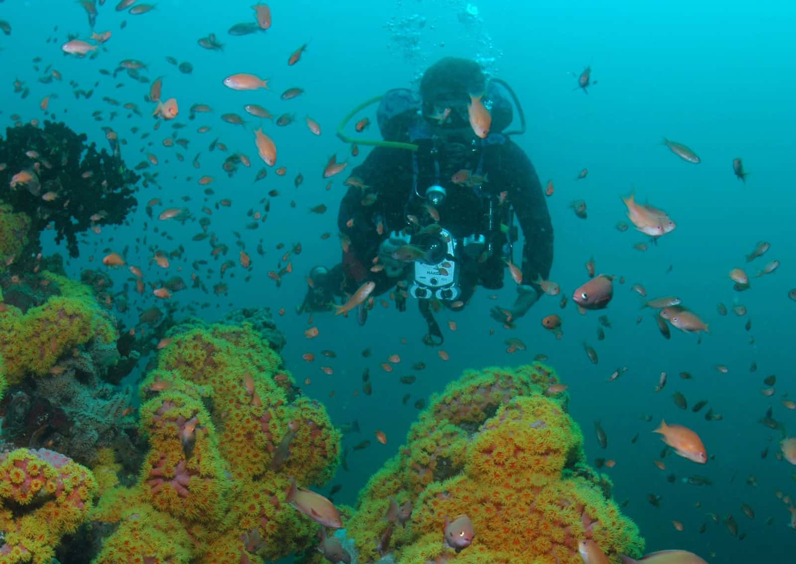 Anacortes Diving