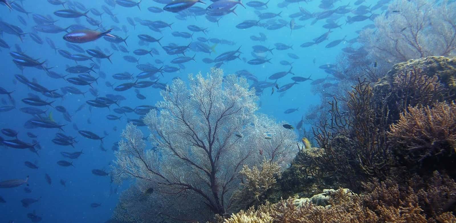 Argonaut Diving