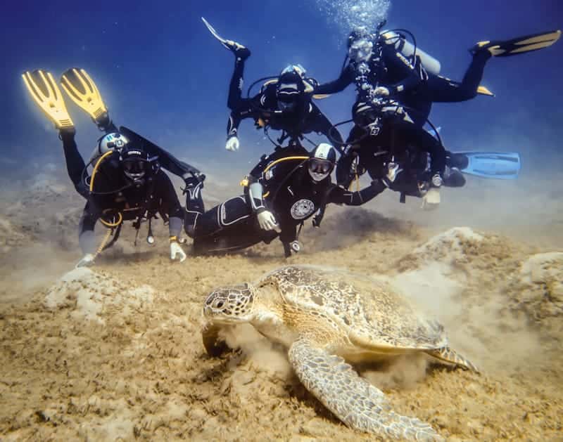 Black Frog Divers