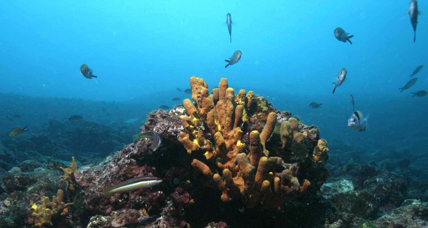 Caretta Diving — photo 2