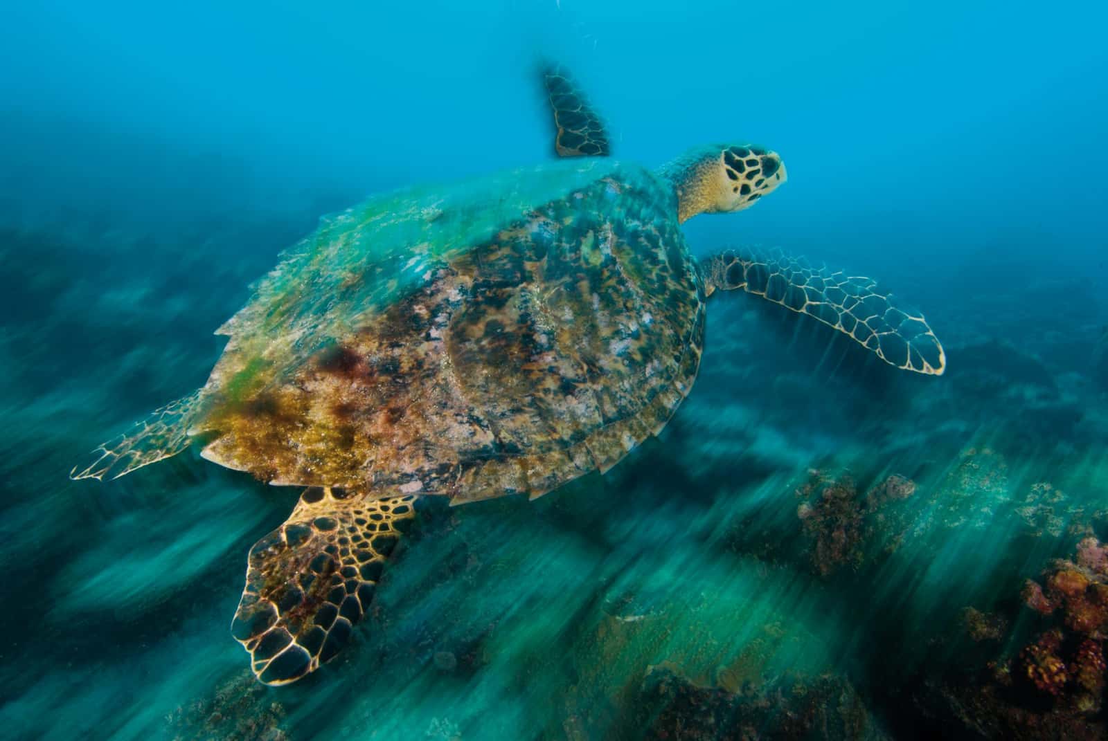 Crest Dive — photo 3