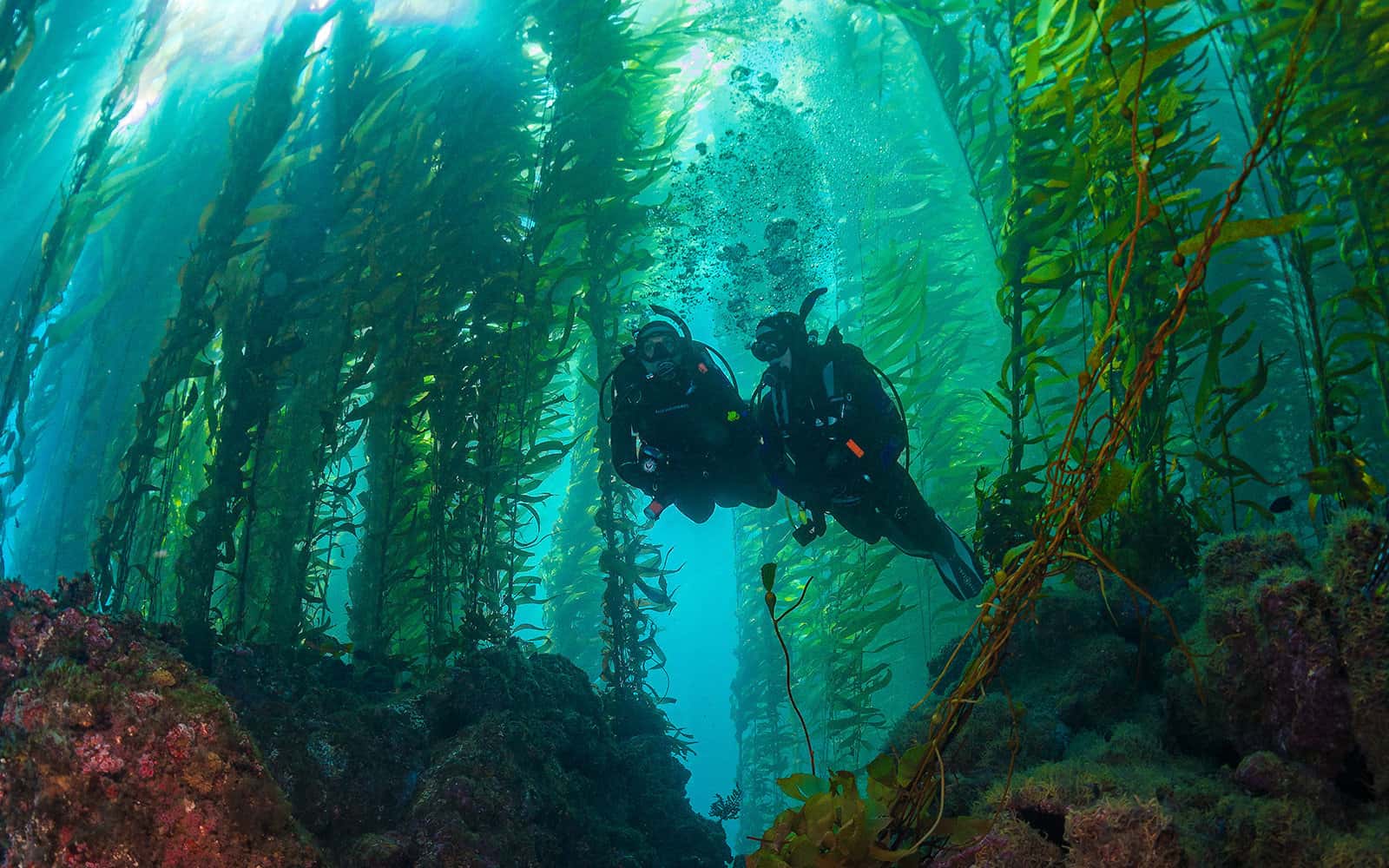 Diver Dan's