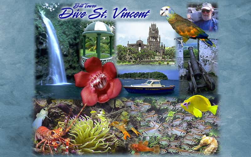 Bill Tewes' Dive St. Vincent — photo 2