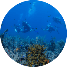 Eco Dive Grenada