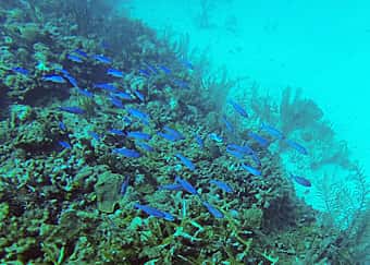 Frenchies Diving Services
