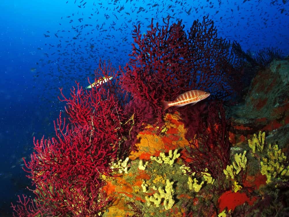 Mandel Diving Center — photo 2