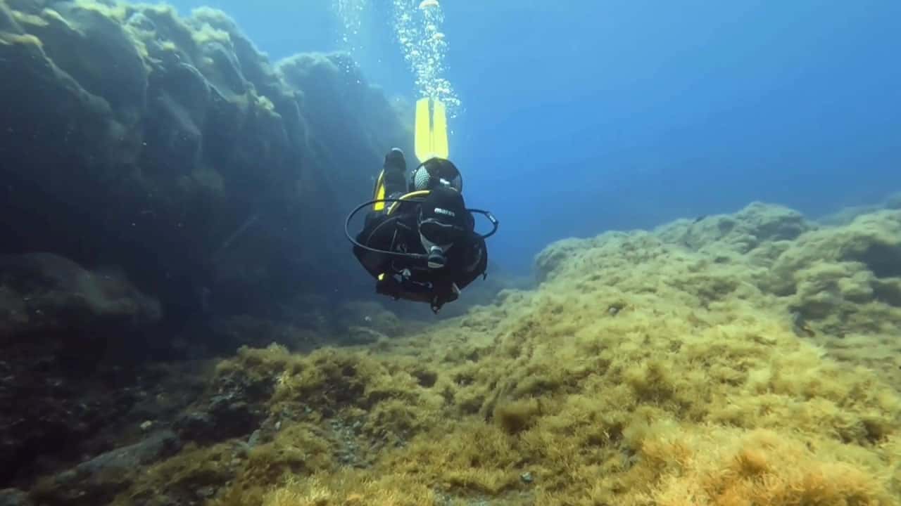 Punkfish Diving La Palma — photo 2