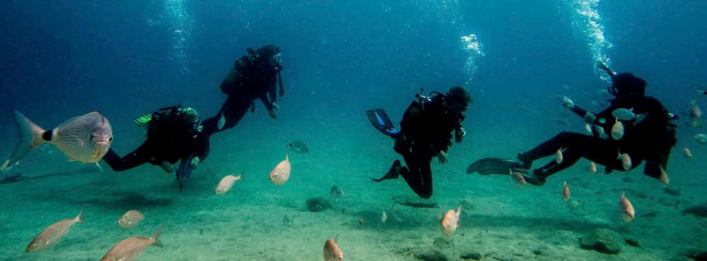 Safari Diving — photo 3