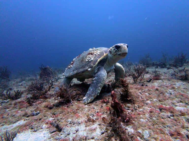 Scuba Star