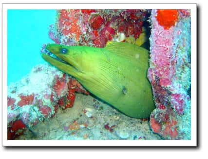 Sea Dogs Dive Center